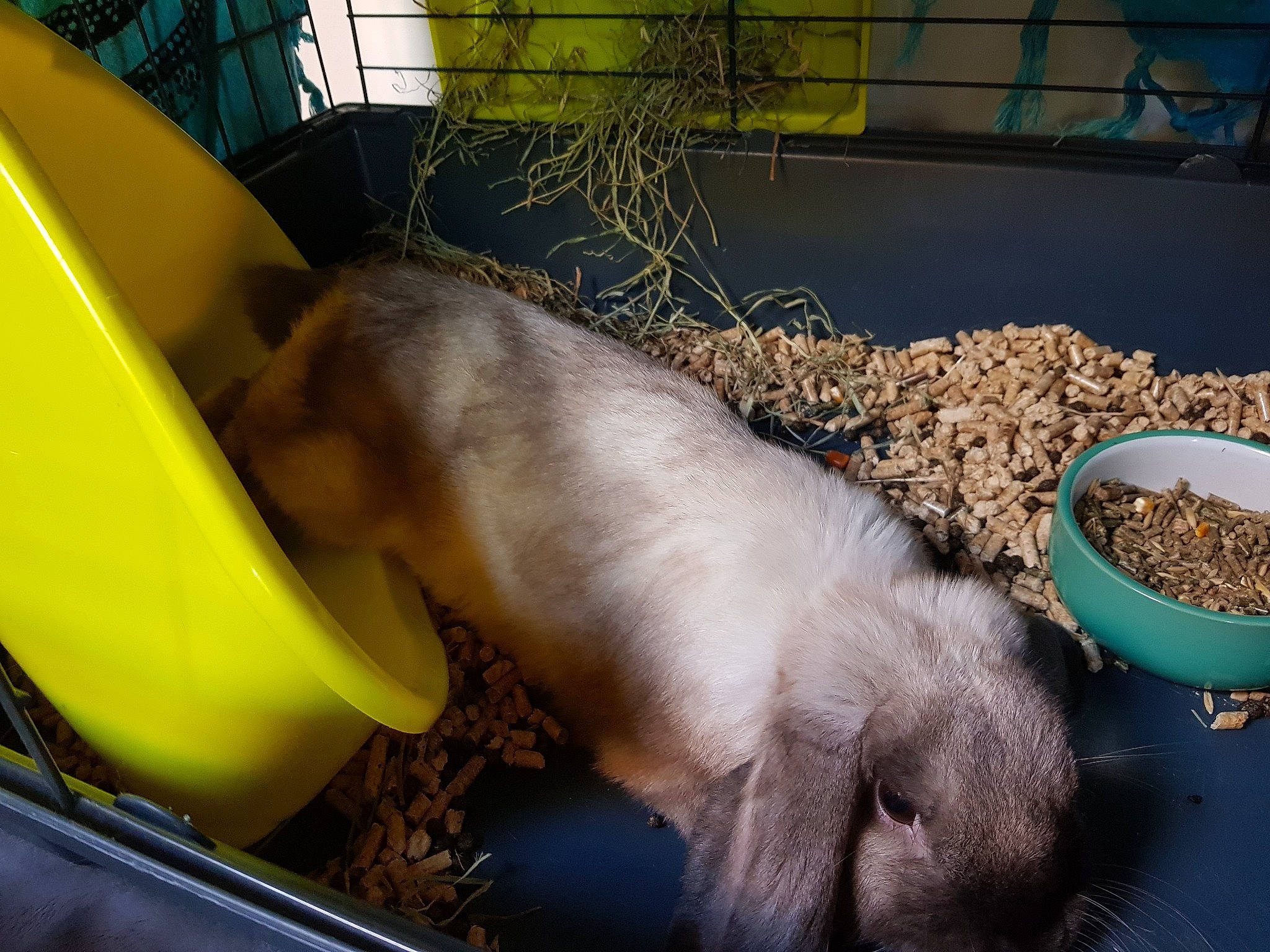 Pop'S participe au concours pour gagner de l'argent avec cette photo : animal_feed, domestic_rabbit, fawn, rabbit, rabbits_and_hares