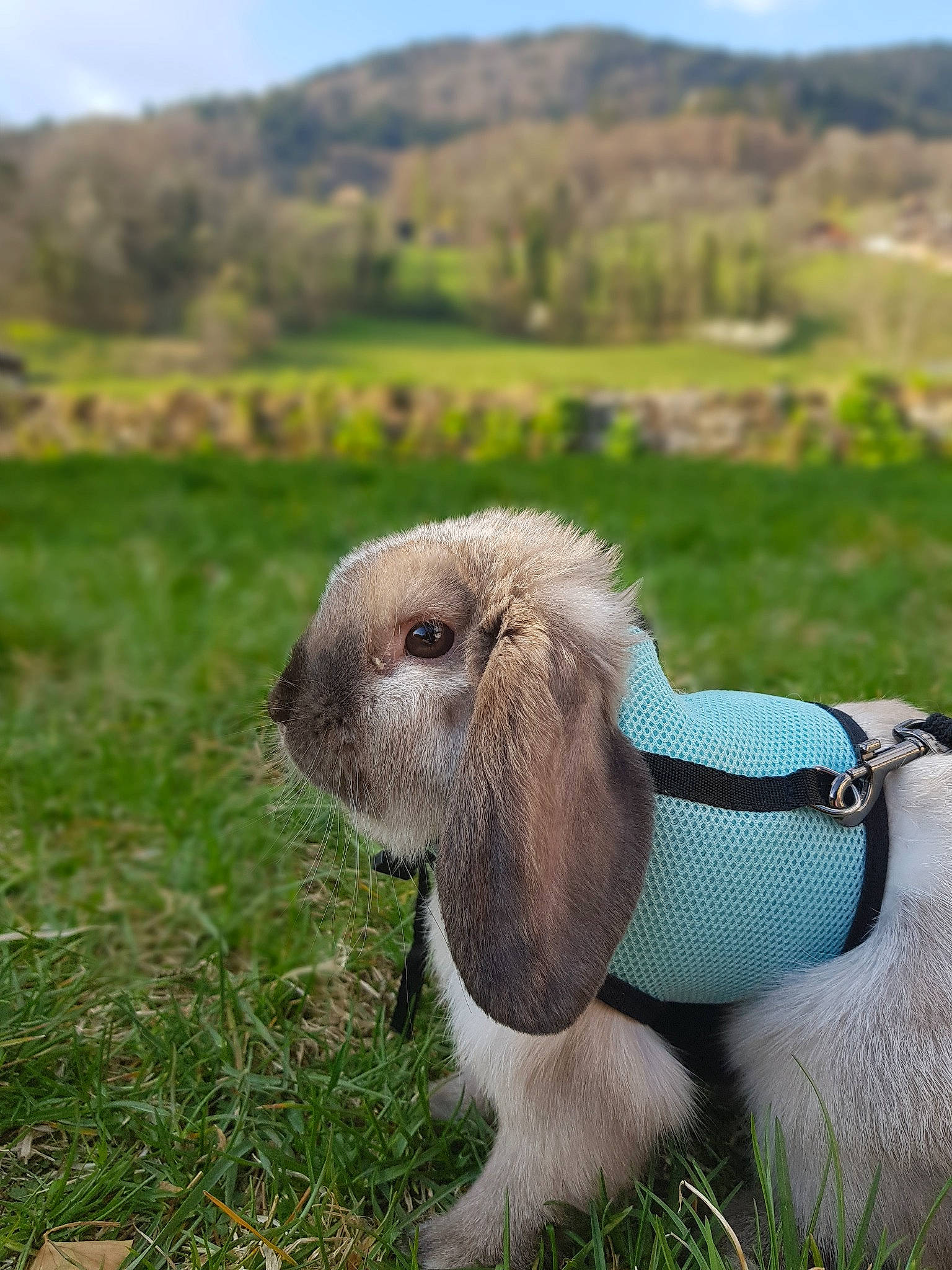 Pop'S participe au concours pour gagner de l'argent avec cette photo : canidae, domestic_rabbit, ear, fawn, fur, grass, grassland, hare, mammal, meadow, pasture, petit_basset_griffon_vendeen, plant, rabbit, rabbits_and_hares, snout, sporting_group, vertebrate, wildlife