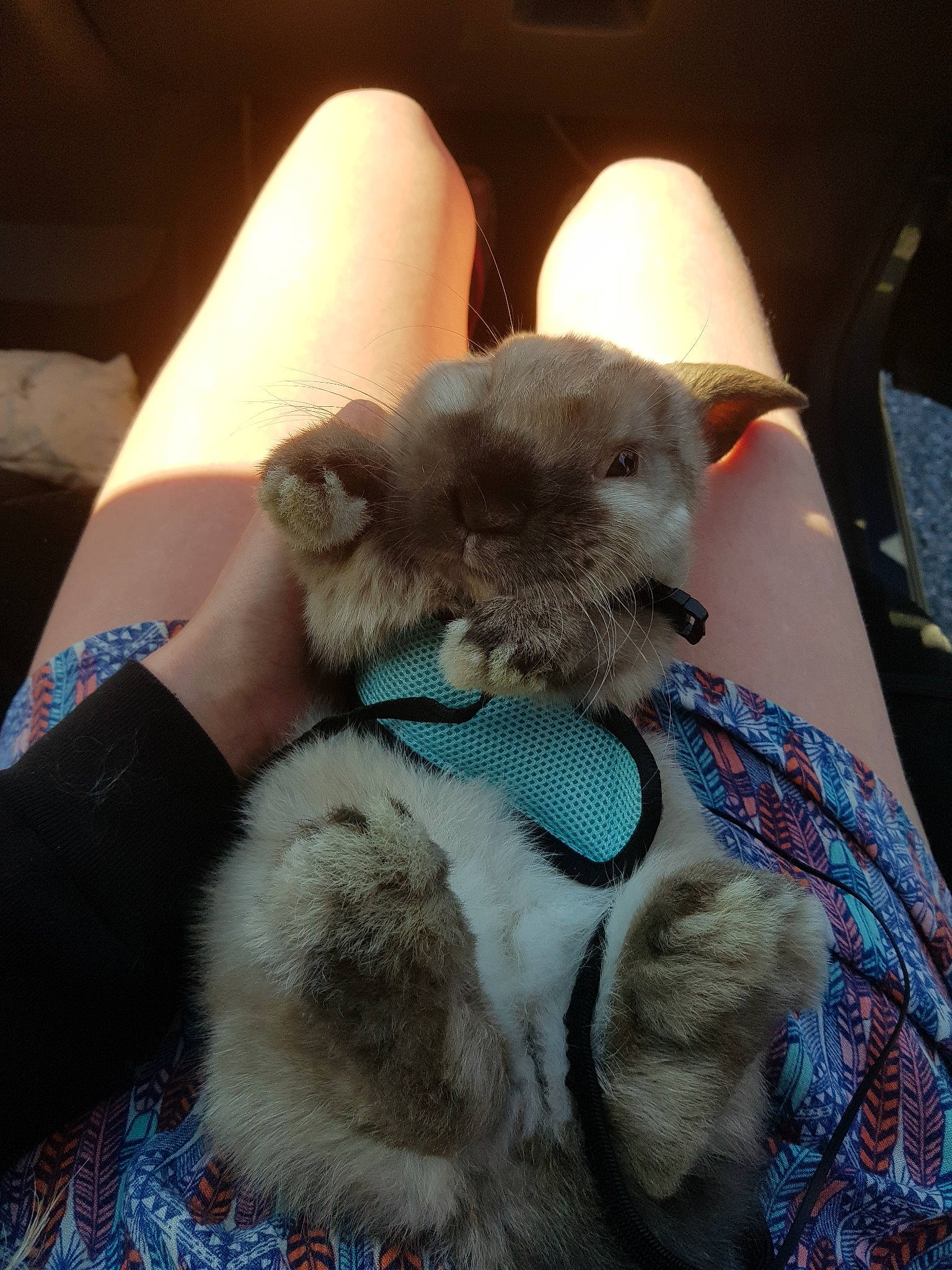 Pop'S participe au concours pour gagner de l'argent avec cette photo : carnivore, fur, whiskers