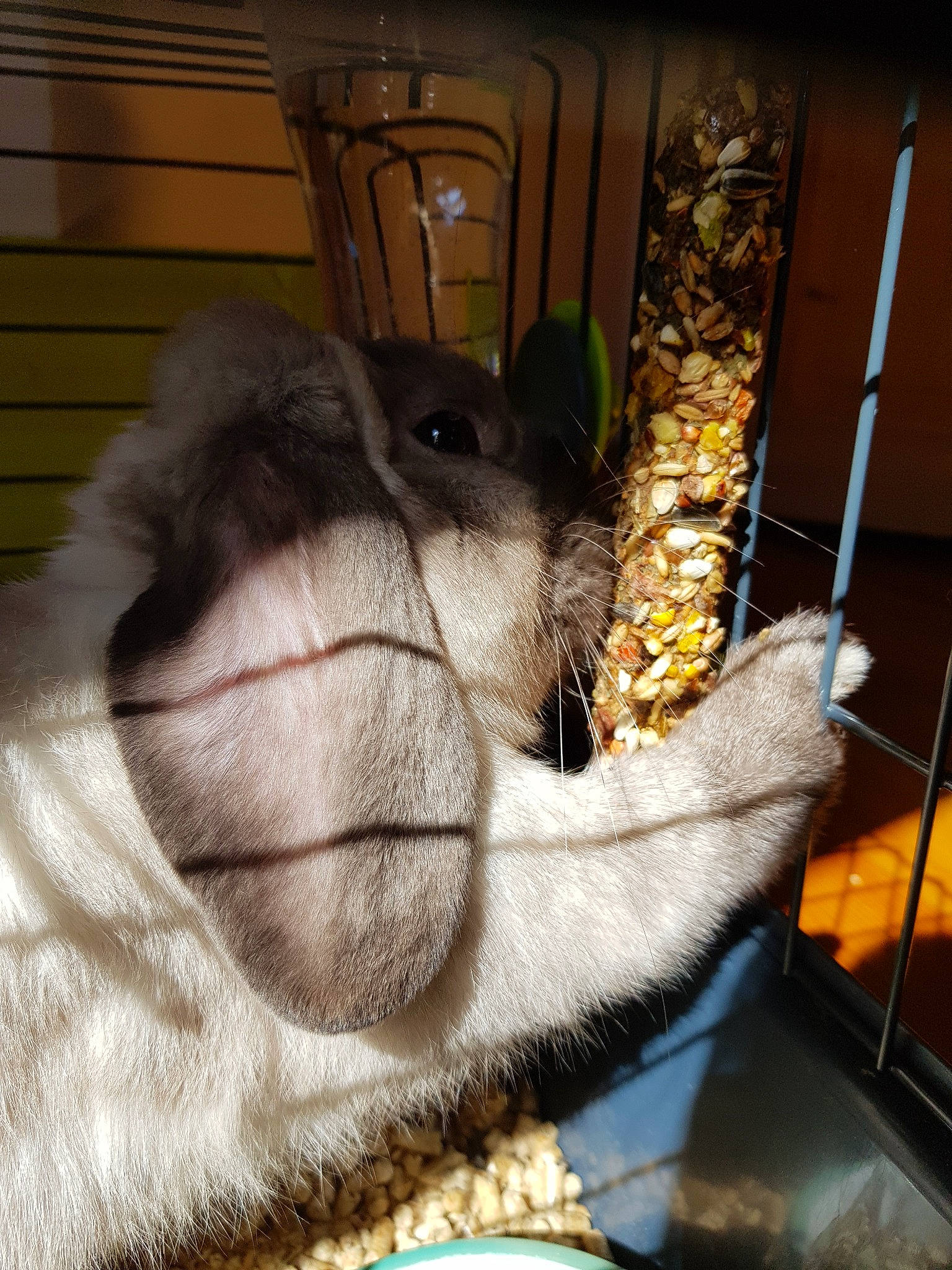 Pop'S a rejoint le concours — aidez-le/la à gagner de superbes lots ! chinchilla, degu, domestic_rabbit, fawn, hamster, hand, rabbit, rabbits_and_hares, rodent, snout, whiskers