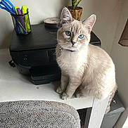 Duke is registered to the contest to win money with this photo: cat, blue_eyes, desk, printer, pen_holder, scissors, plant, white_wall, carpet, furniture, indoor, pet, fluffy, sitting, collar, houseplant, office_supplies, calm, cute, domestic_animal