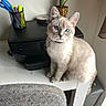 cat, blue_eyes, desk, printer, pen_holder, scissors, plant, white_wall, carpet, furniture, indoor, pet, fluffy, sitting, collar, houseplant, office_supplies, calm, cute, domestic_animal