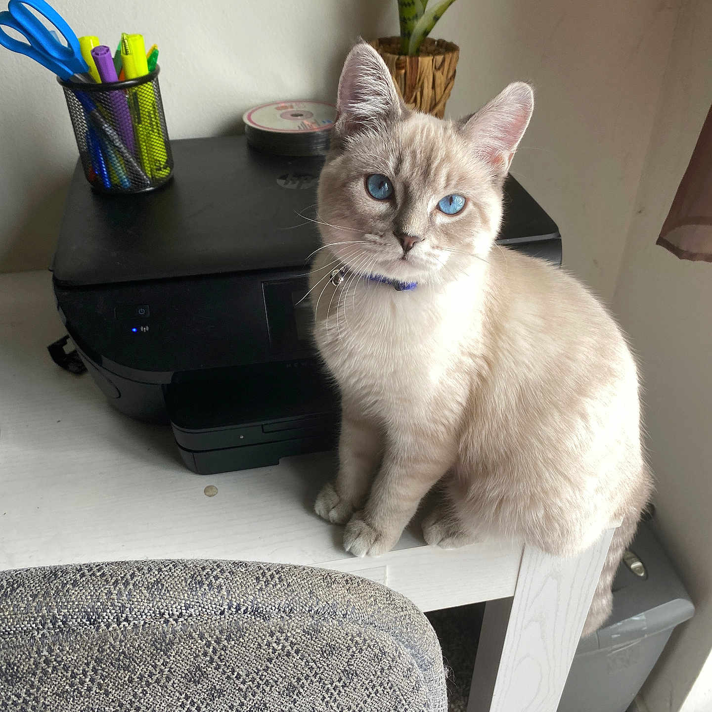Duke