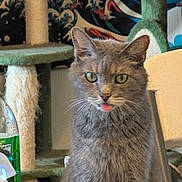 Chonk joined the competition — help win amazing prizes! cat, gray_cat, tongue_out, green_eyes, whiskers, fur, sitting, indoor, cat_tree, scratching_post, bottle, chair, tapestry, close_up, portrait, looking_at_camera, pet, cute, domestic_animal, feline