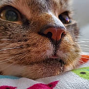 Aleister joined the competition — help win amazing prizes! cat, close_up, whiskers, nose, mouth, tongue, tooth, fur, tabby, bedding, blanket, colorful_pattern, indoor, pet, macro, portrait, eye, sleepy, cozy, soft_texture