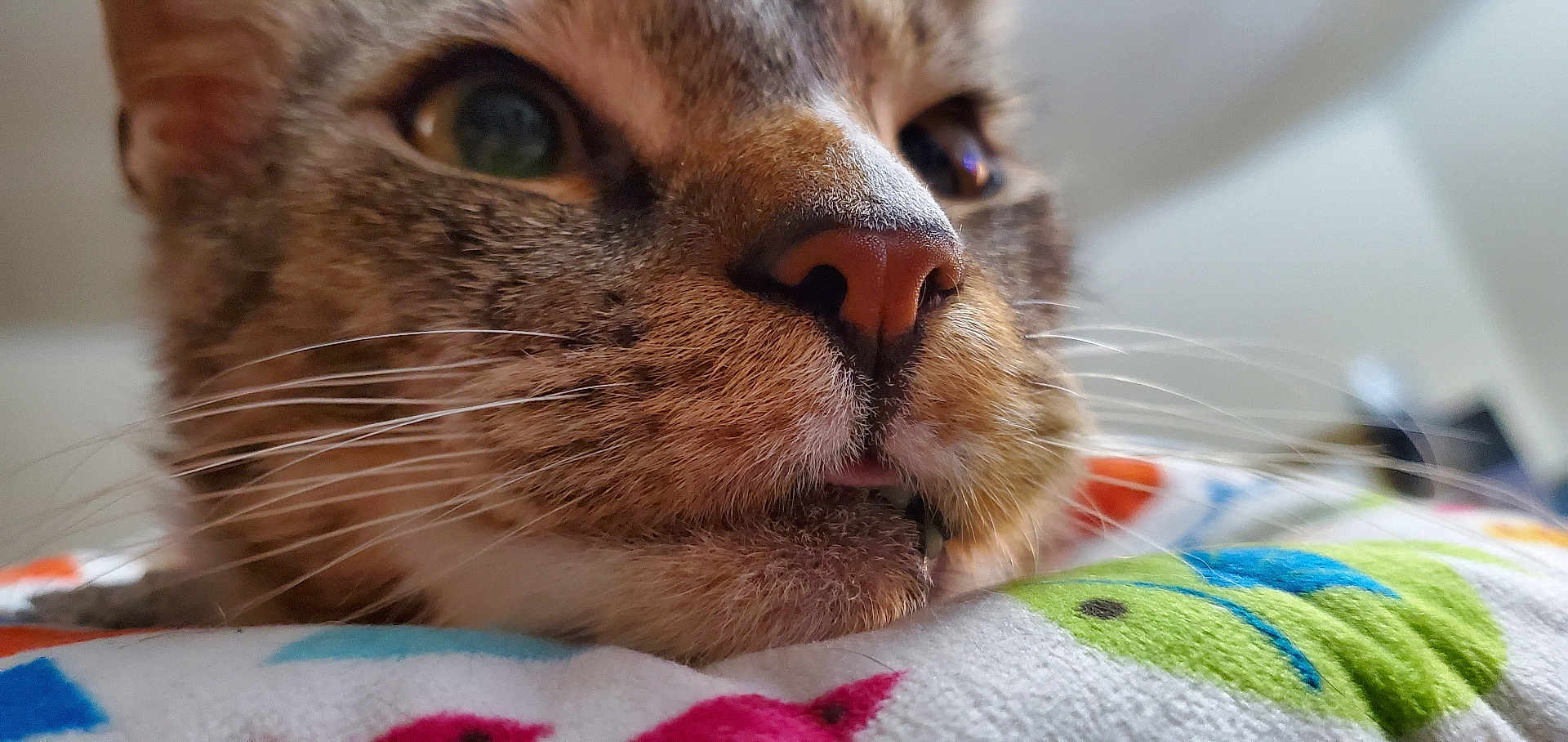 Aleister joined the competition — help win amazing prizes! cat, close_up, whiskers, nose, mouth, tongue, tooth, fur, tabby, bedding, blanket, colorful_pattern, indoor, pet, macro, portrait, eye, sleepy, cozy, soft_texture