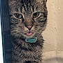 cat, tabby_cat, pet, tongue_out, collar, blue_collar, close_up, whiskers, ears, eyes, fur, portrait, indoor, cute, nose, muzzle, striped, feline, curious, wall_background