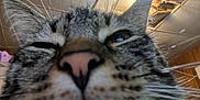 Pinto is registered to the contest to win money with this photo: cat, tabby_cat, close_up, blep, pink_nose, tongue, whiskers, ear, fur, muzzle, indoor, ceiling, light_fixture, pet, portrait, up_close, sleepy, goofy, macro, nose