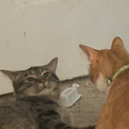 Pinto is registered to the contest to win money with this photo: cat, tabby_cat, orange_cat, two_cats, pet_cat, indoor, carpet, wall, collar, fur, whiskers, eyes, stare, interaction, playful, lying_down, sitting, plastic_object, floor, closeup