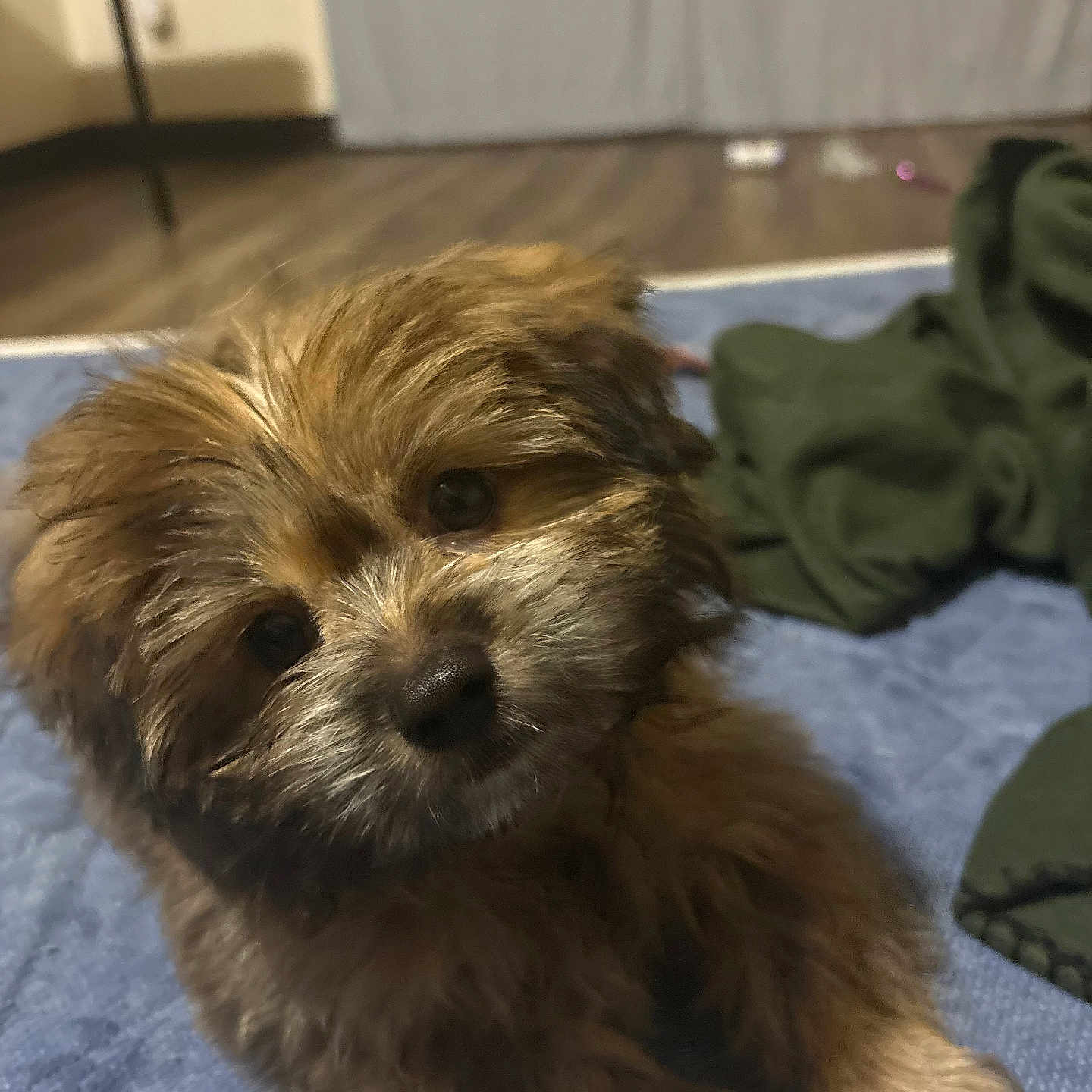 Mikey is registered to the contest to win money with this photo: puppy, dog, brown_fur, fluffy, small_dog, pet, animal, portrait, closeup, face, eyes, nose, paws, lying_down, blanket, blue_blanket, indoors, clothing, home, cute