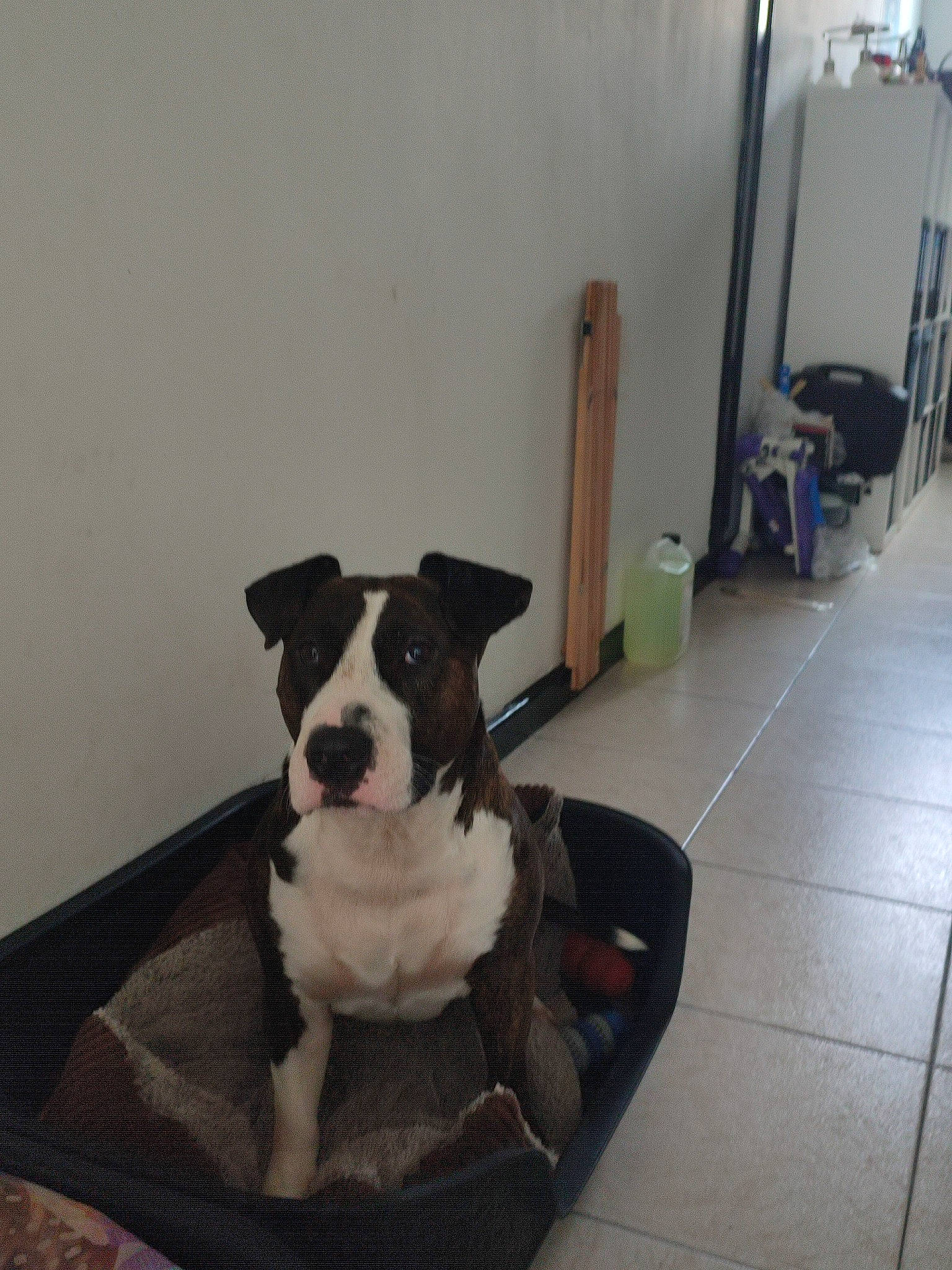 Pako a rejoint le concours — aidez-le/la à gagner de superbes lots ! canidae, carnivore, chair, collar, comfort, companion_dog, couch, dog, dog_bed, dog_breed, dog_collar, dog_supply, fawn, floor, flooring, hardwood, pet_supply, snout, sporting_group, working_animal