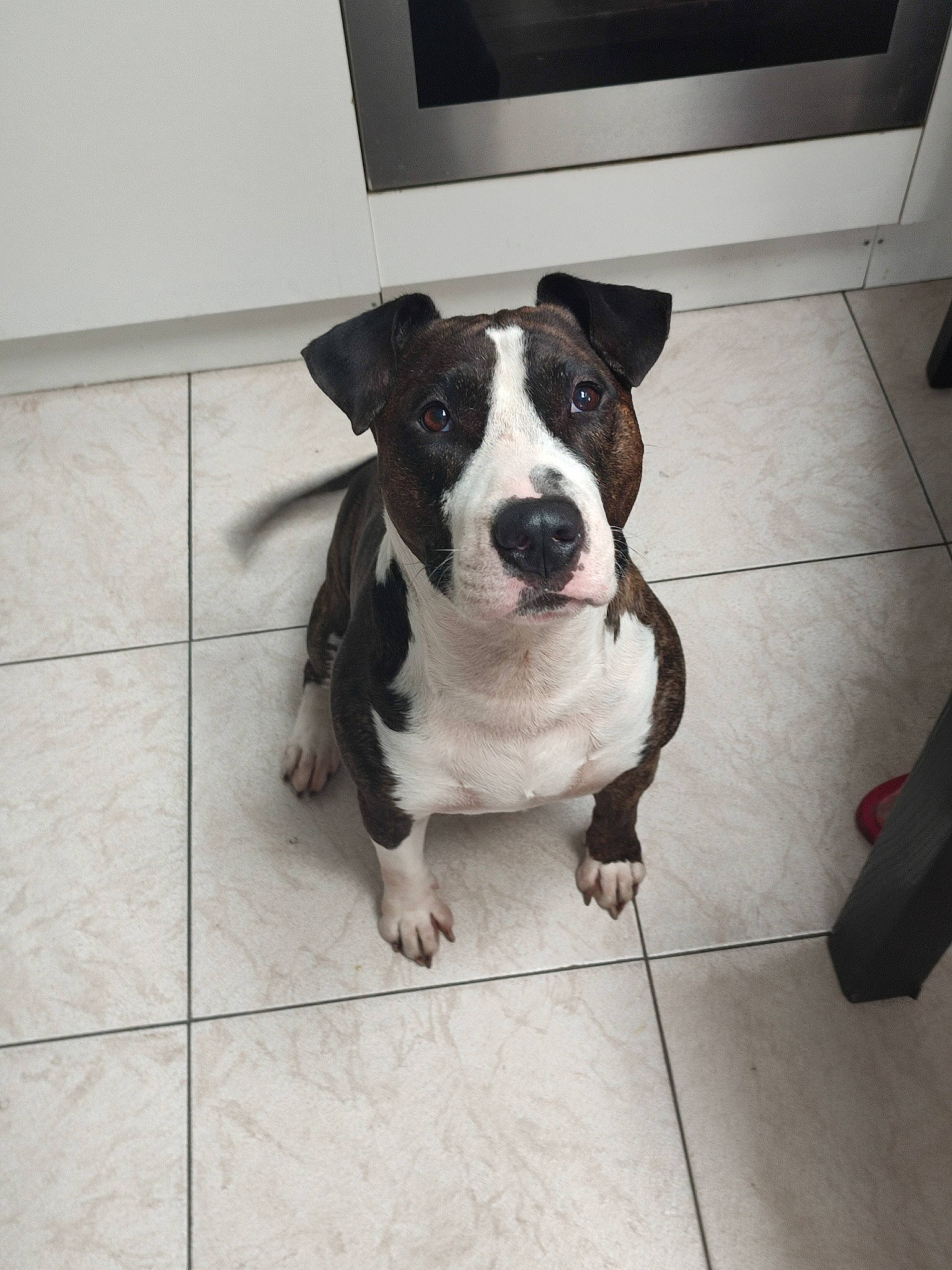 Pako a rejoint le concours — aidez-le/la à gagner de superbes lots ! boston_terrier, carnivore, collar, companion_dog, dog, dog_breed, dog_collar, fawn, floor, flooring, grey, leash, paw, pet_supply, plant, road_surface, tail, toy_dog, whiskers, working_animal