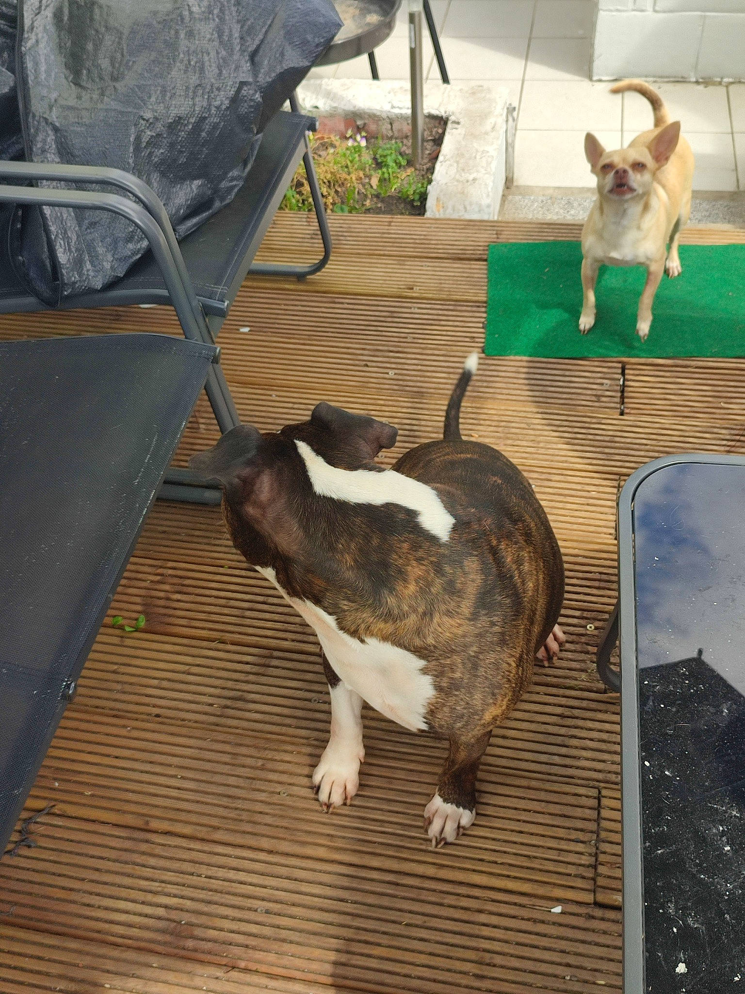 Pako participe au concours pour gagner de l'argent avec cette photo : canidae, carnivore, cat, chair, companion_dog, dog_breed, domestic_short_haired_cat, fawn, felidae, floor, flooring, fur, grass, hardwood, mammal, small_to_medium_sized_cats, tail, whiskers, wood, wood_flooring