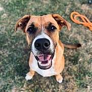 Marin a rejoint le concours — aidez-le/la à gagner de superbes lots ! dog, canine, pet, smiling, happy, outdoor, grass, leash, brown, white, ears, face, tongue, mouth, nose, sitting, animal, friendly, playful, closeup