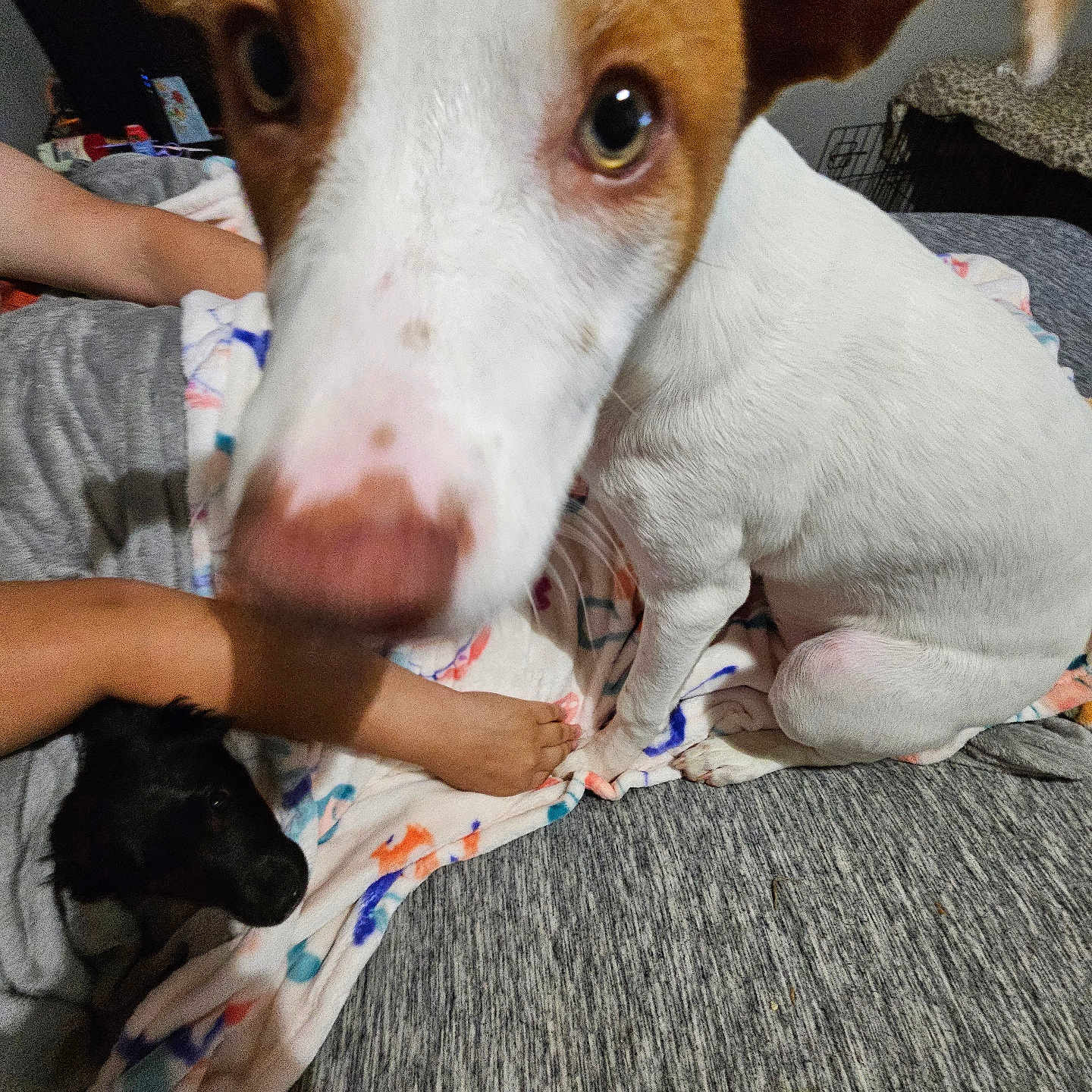 Nala is registered to the contest to win money with this photo: animal, baby, blanket, bodypart, canine, couch, dog, face, finger, furniture, hand, head, homedecor, hound, linen, person, pet, photography, portrait, puppy