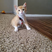 Oliver joined the competition — help win amazing prizes! animal, bell, carpet, cat, collar, curious, cute, domestic_animal, feline, floor, indoor, kitten, looking, orange_cat, pet, sitting, small, white_paws, wood_floor, young_cat