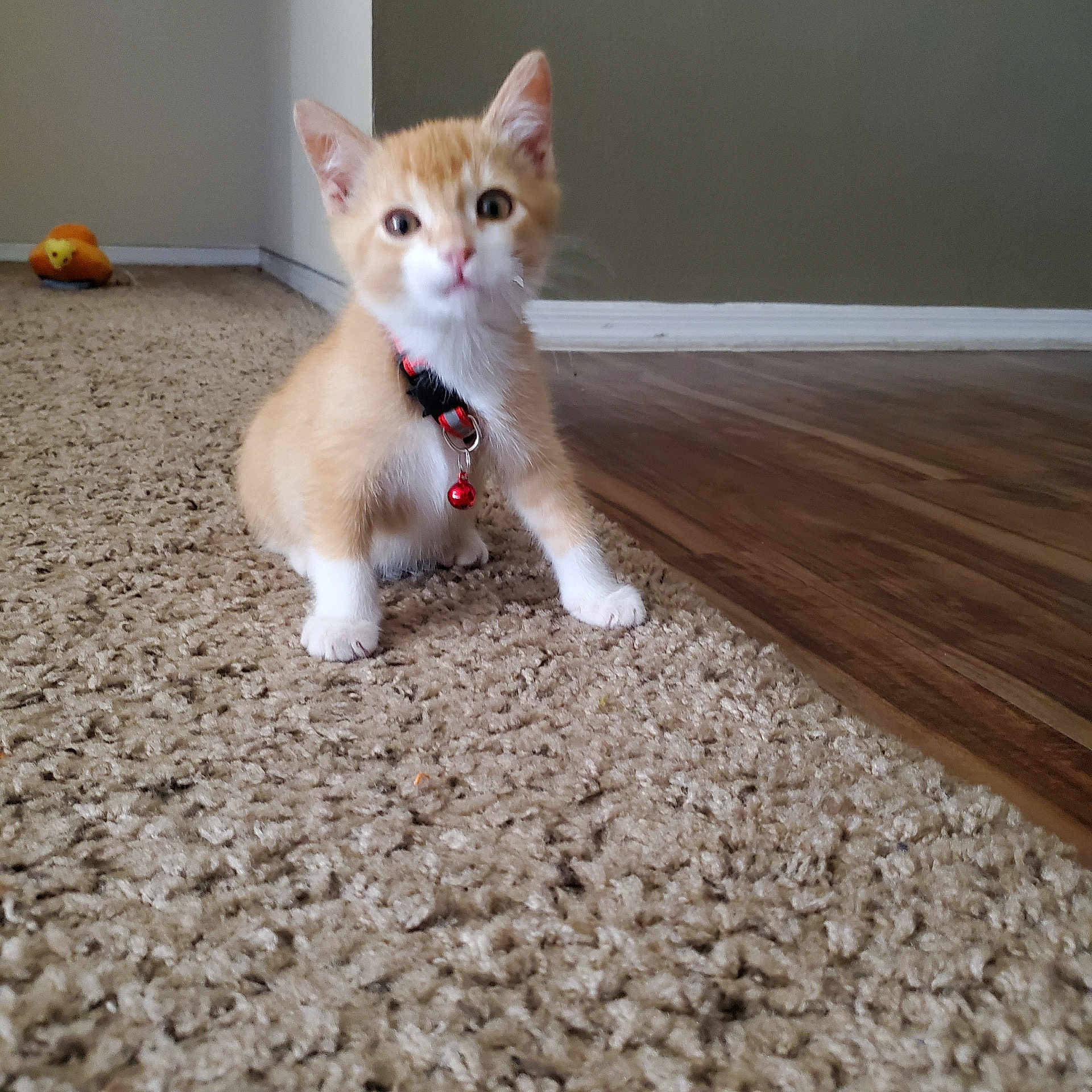Oliver