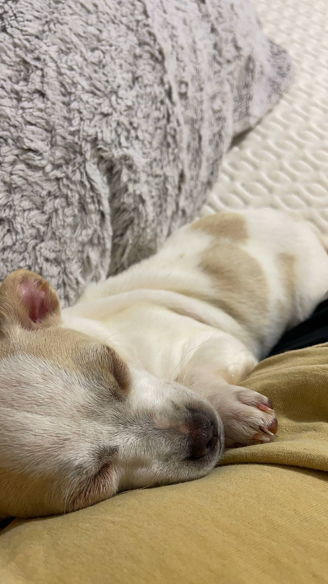 Trixie is registered to the contest to win money with this photo: carnivore, comfort, companion_dog, dog, dog_breed, fawn, felidae, fur, grey, liver, mammal, nap, paw, snout, sporting_group, terrestrial_animal, whiskers, wood, working_animal, wrinkle