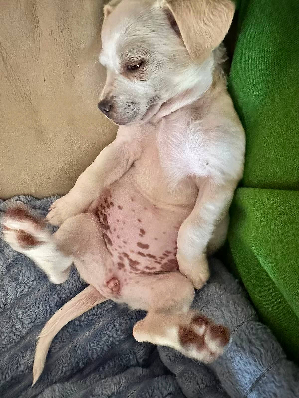 Trixie is registered to the contest to win money with this photo: canidae, carnivore, comfort, companion_dog, dog, dog_breed, dog_supply, ear, fawn, fur, non_sporting_group, paw, pet_supply, sporting_group, tail, toy_dog, whiskers, working_animal