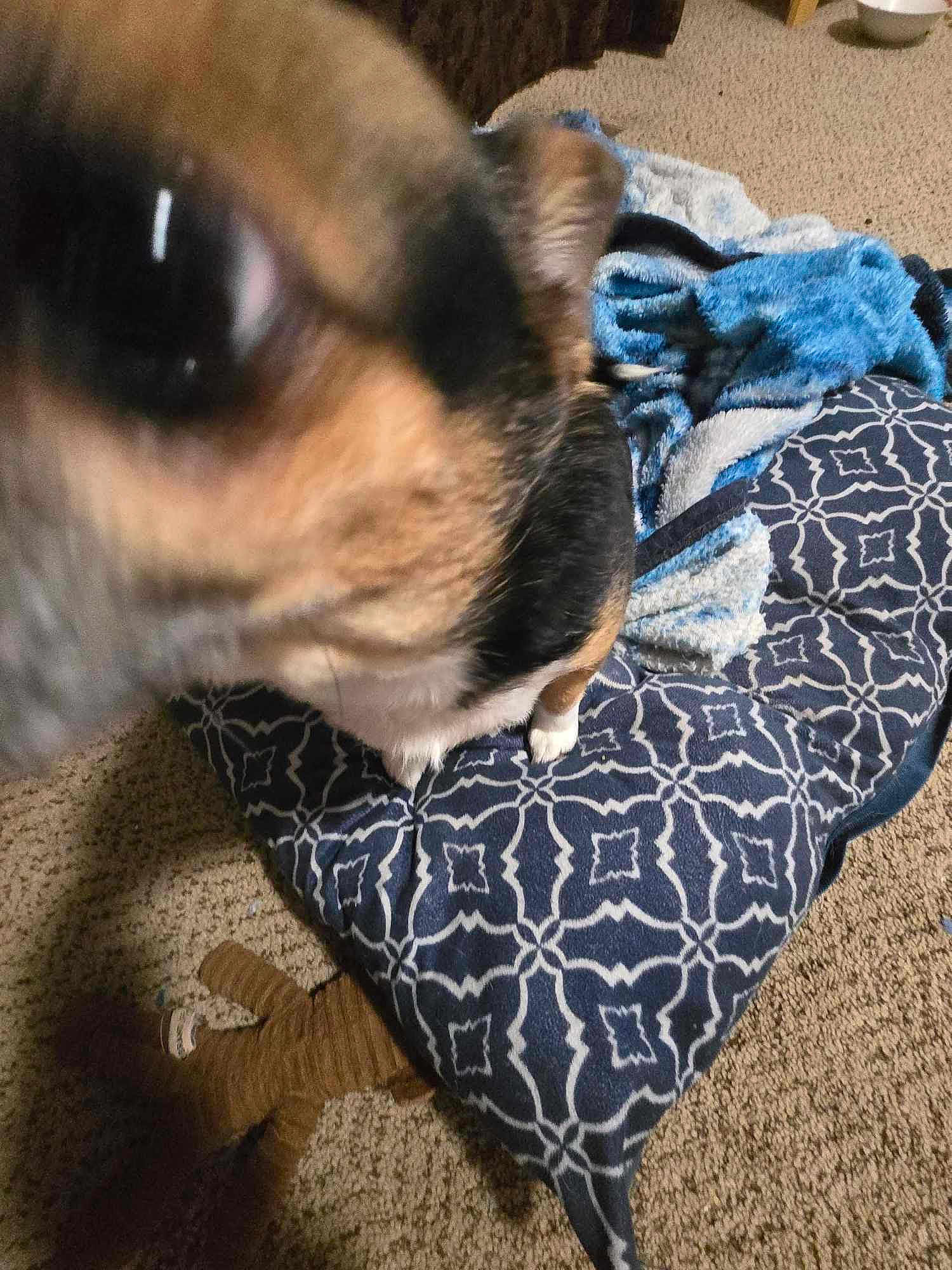 Spot