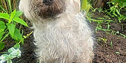 Stella Ginger Pepper is registered to the contest to win money with this photo: animal, canine, curly_fur, cute, dirty, dog, earth, fur, garden, greenery, muddy, nature, outdoor, pet, plants, playful, small_dog, soil, standing, white_fur