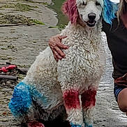 Stella Ginger Pepper is registered to the contest to win money with this photo: animal, blue, canine, colored_fur, companion, dog, fur, grass, hand, lake, nature, outdoor, person, pet, poodle, red, sand, sitting, water, white