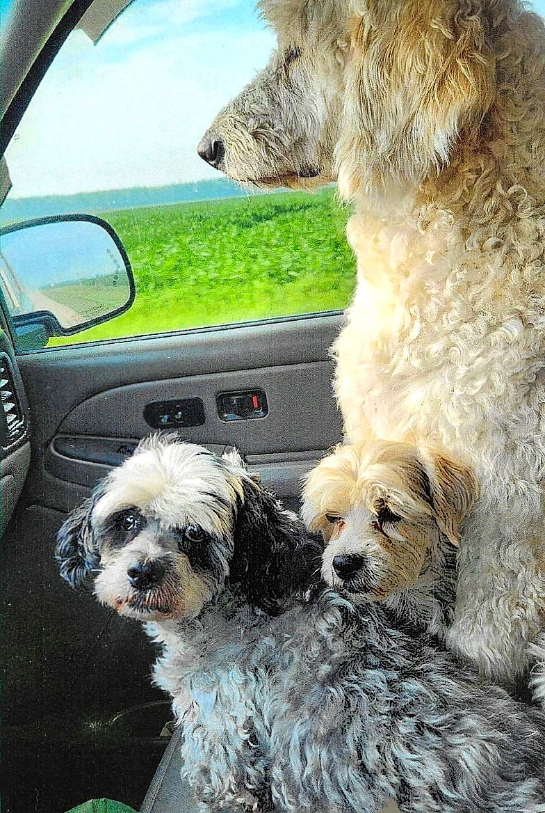 Stella Ginger Pepper joined the competition — help win amazing prizes! animal, car_interior, close_up, companion, cuddling, curious, curly_fur, daylight, dog, door, fluffy, green_field, mirror, outdoor_view, pet, relaxed, seat, side_view, three_dogs, window