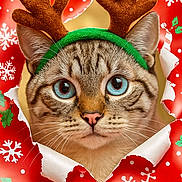 Oliver is registered to the contest to win money with this photo: cat, blue_eyes, reindeer_antlers, green_headband, holiday, christmas, wrapping_paper, snowflakes, candy_cane, festive, cute, peeking, curious, torn_paper, animal, pet, portrait, close_up, feline, christmas_decor