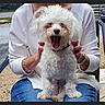 dog, white_dog, curly_fur, yawning, pet, lap, person, casual_clothing, white_top, blue_jeans, outdoor, bench, relaxed, cute, small_dog, fur, animal, companionship, sitting, daylight