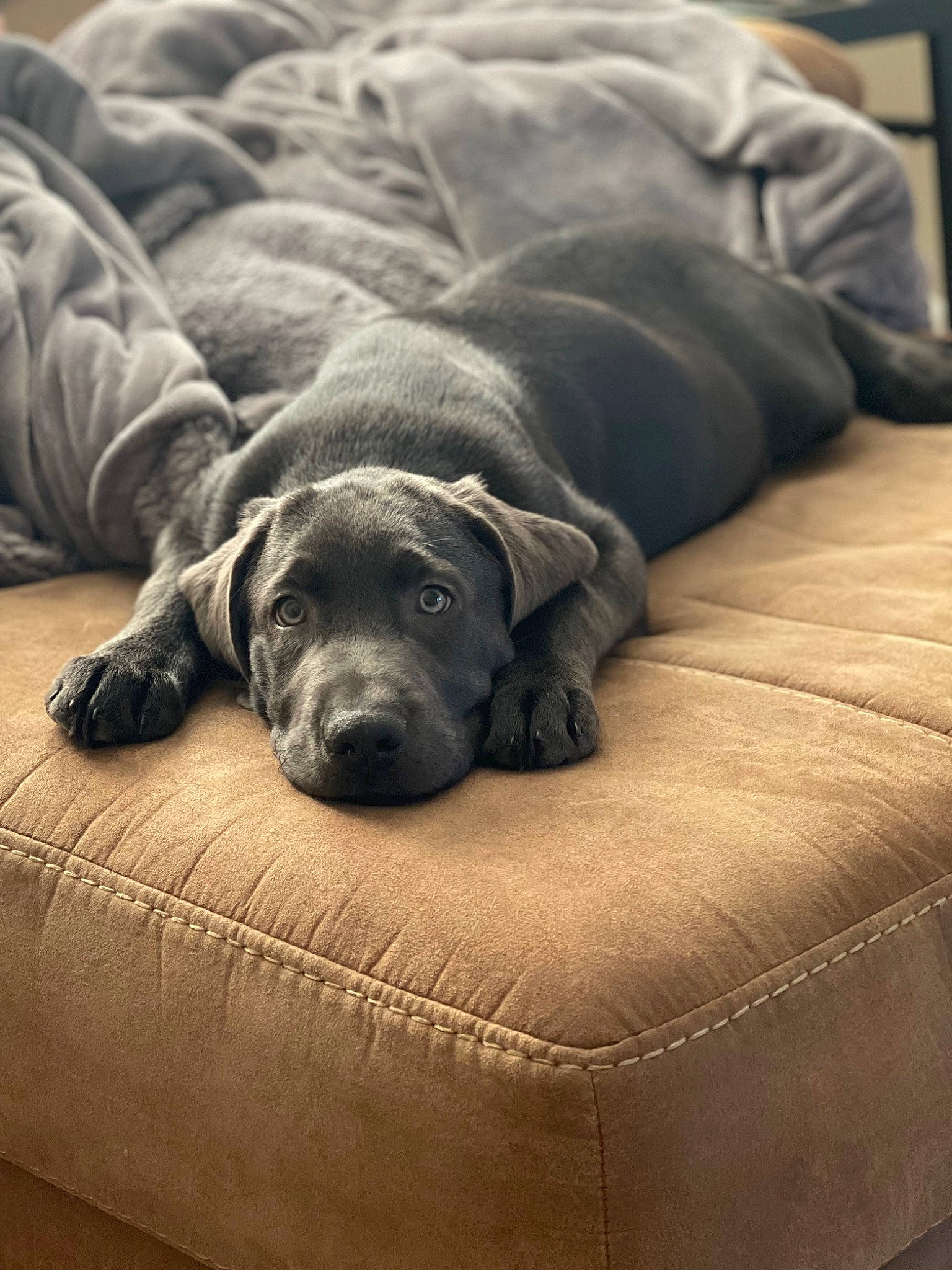 Ovechkin is registered to the contest to win money with this photo: bored, carnivore, comfort, companion_dog, dog, dog_breed, fur, grey, guard_dog, hardwood, monochrome, monochrome_photography, non_sporting_group, sporting_group, terrestrial_animal, tints_and_shades, wood, working_animal, wrinkle