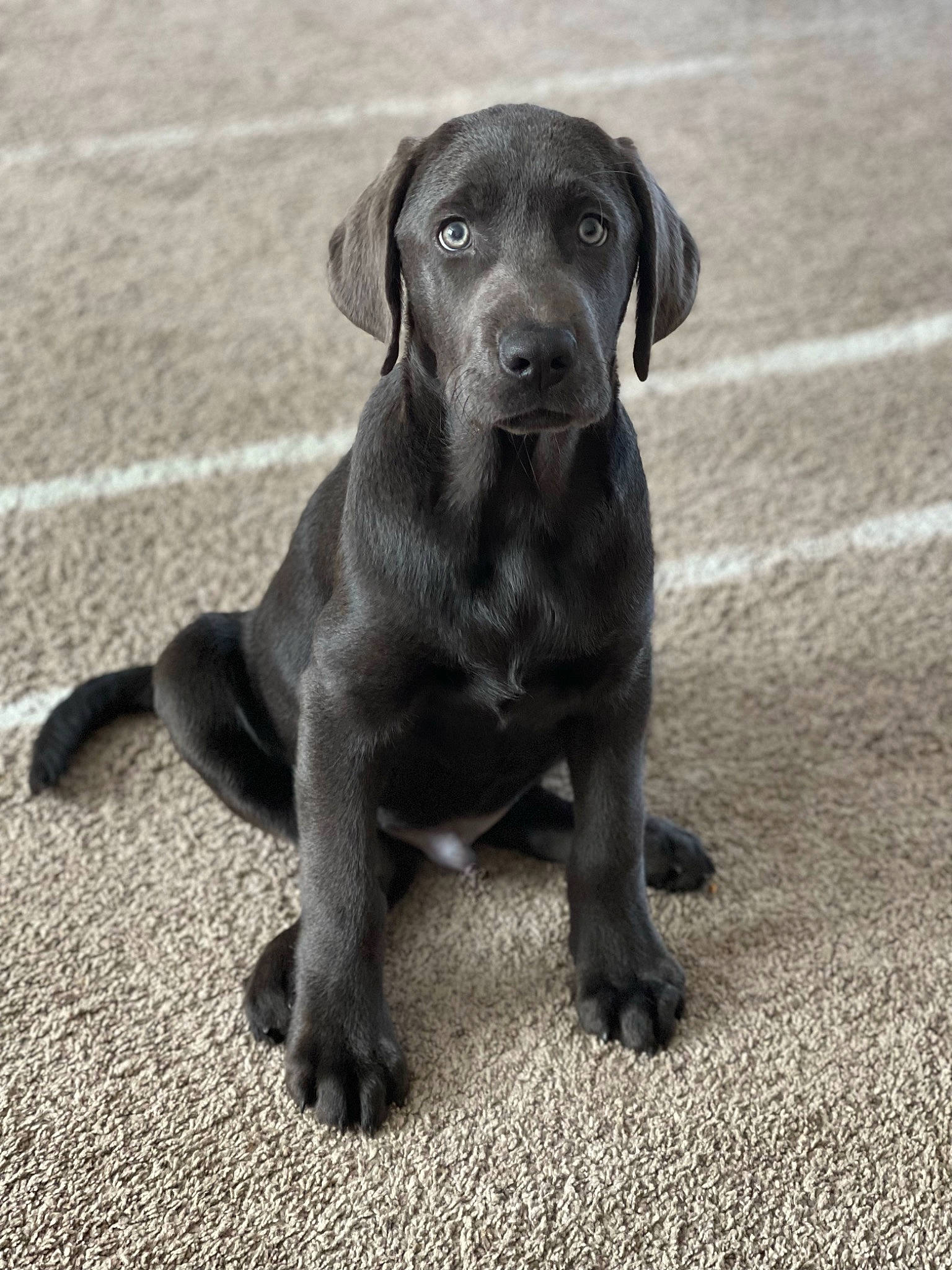 Ovechkin joined the competition — help win amazing prizes! borador, canidae, carnivore, companion_dog, dog, dog_breed, gun_dog, hunting_dog, labrador_retriever, liver, road_surface, snout, sporting_group, tail, terrestrial_animal, whiskers, working_animal