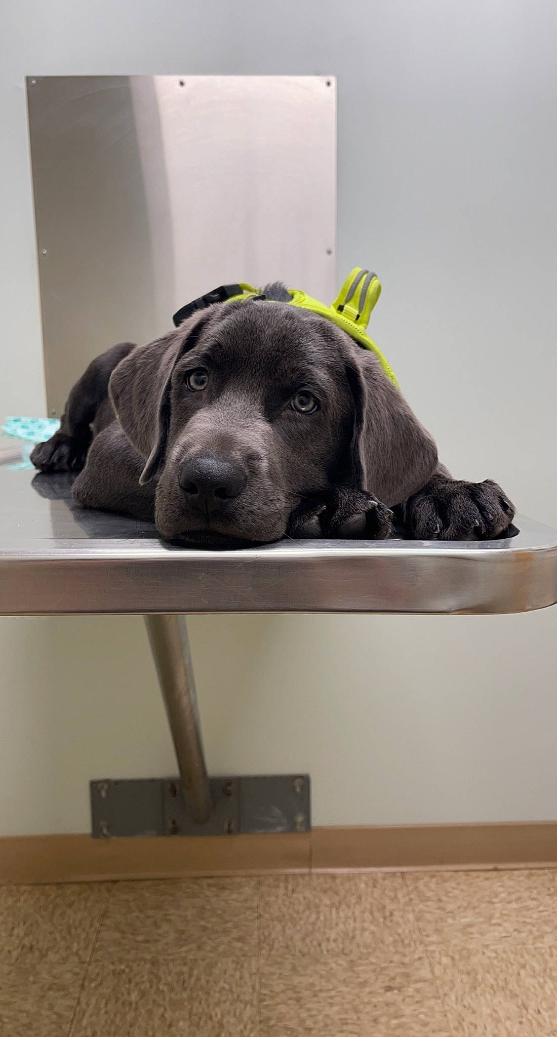 Ovechkin is registered to the contest to win money with this photo: canidae, carnivore, comfort, companion_dog, dog, dog_breed, flooring, fur, hardwood, labrador_retriever, personal_protective_equipment, pet_supply, rectangle, room, sculpture, snout, sporting_group, table, wood, working_animal