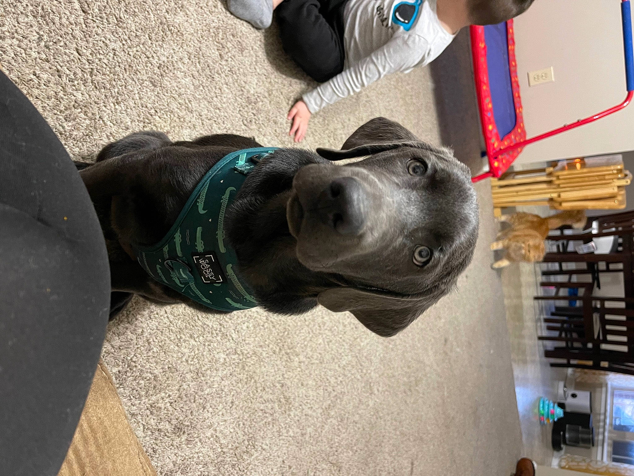 Ovechkin joined the competition — help win amazing prizes! automotive_tire, blue, building, canidae, carnivore, collar, companion_dog, denim, dog, dog_breed, electric_blue, fawn, human_leg, outdoor_shoe, personal_protective_equipment, recreation, snout, sporting_group, walking_shoe, working_animal