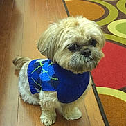 Butterscotch joined the competition — help win amazing prizes! dog, small_dog, puppy, sweater, blue_sweater, argyle_pattern, wooden_floor, rug, colorful_rug, indoor, pet, cute, fluffy, fur, animal, companion, looking, standing, home, cozy