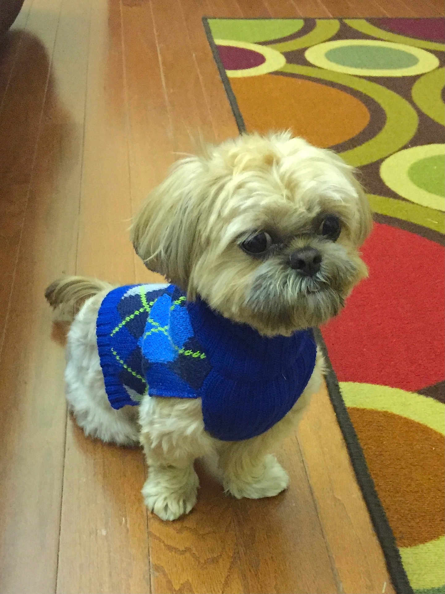 Butterscotch joined the competition — help win amazing prizes! dog, small_dog, puppy, sweater, blue_sweater, argyle_pattern, wooden_floor, rug, colorful_rug, indoor, pet, cute, fluffy, fur, animal, companion, looking, standing, home, cozy