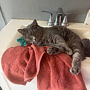 Wolfie joined the competition — help win amazing prizes! cat, gray_cat, feline, pet, animal, lying_down, relaxed, paws, whiskers, yellow_eyes, short_hair, bathroom, sink, faucet, towel, coral_towel, countertop, indoor, home, funny_pose