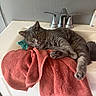 cat, gray_cat, feline, pet, animal, lying_down, relaxed, paws, whiskers, yellow_eyes, short_hair, bathroom, sink, faucet, towel, coral_towel, countertop, indoor, home, funny_pose