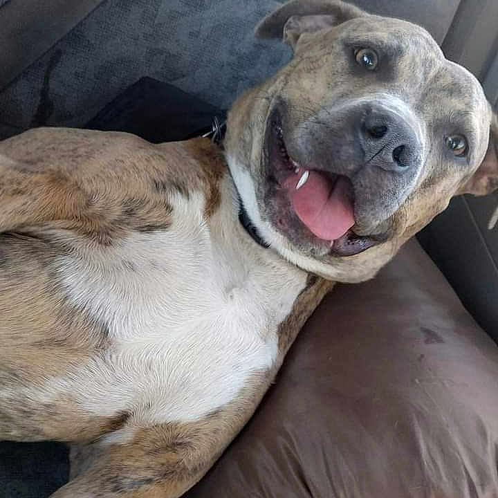 Lydia is registered to the contest to win money with this photo: animal, brindle, brown, canine, car_seat, closeup, dog, domestic_animal, fur, happy, inside_car, mouth_open, pet, pillow, portrait, relaxed, seatbelt, smiling, tongue_out, white
