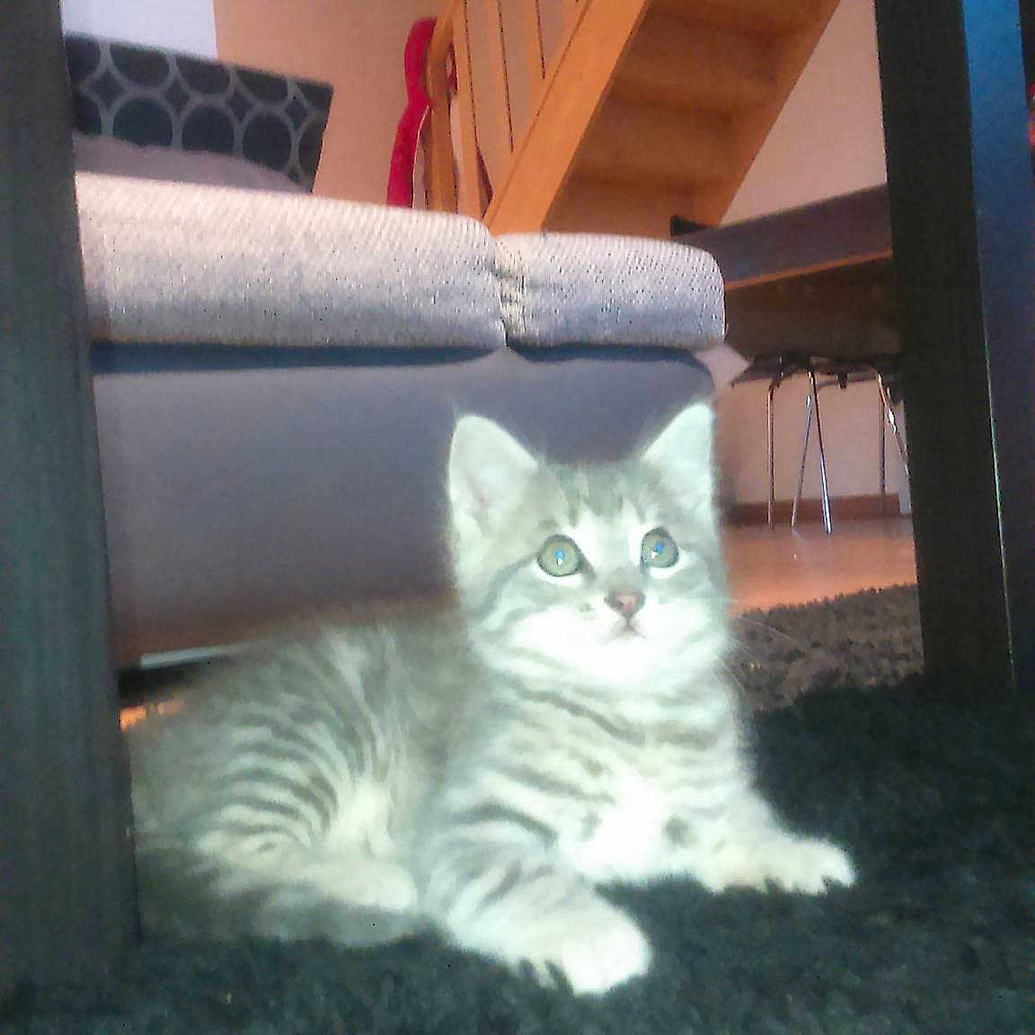 Loulou a rejoint le concours — aidez-le/la à gagner de superbes lots !