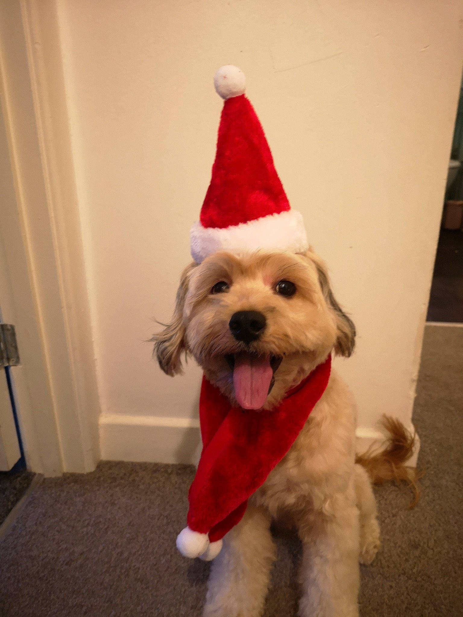 Skye is registered to the contest to win money with this photo: beard, canidae, carmine, carnivore, christmas, companion_dog, cone, costume_hat, dog, dog_breed, dog_supply, event, fur, garden_gnome, holiday, party_hat, santa_claus, sporting_group, stuffed_toy, toy