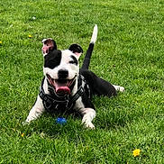 Sheldon a rejoint le concours — aidez-le/la à gagner de superbes lots ! dog, grass, outdoor, playful, happy, tongue, black_and_white, pet, animal, ball, nature, summer, green, field, canine, leisure, fun, daylight, grass_field, collar