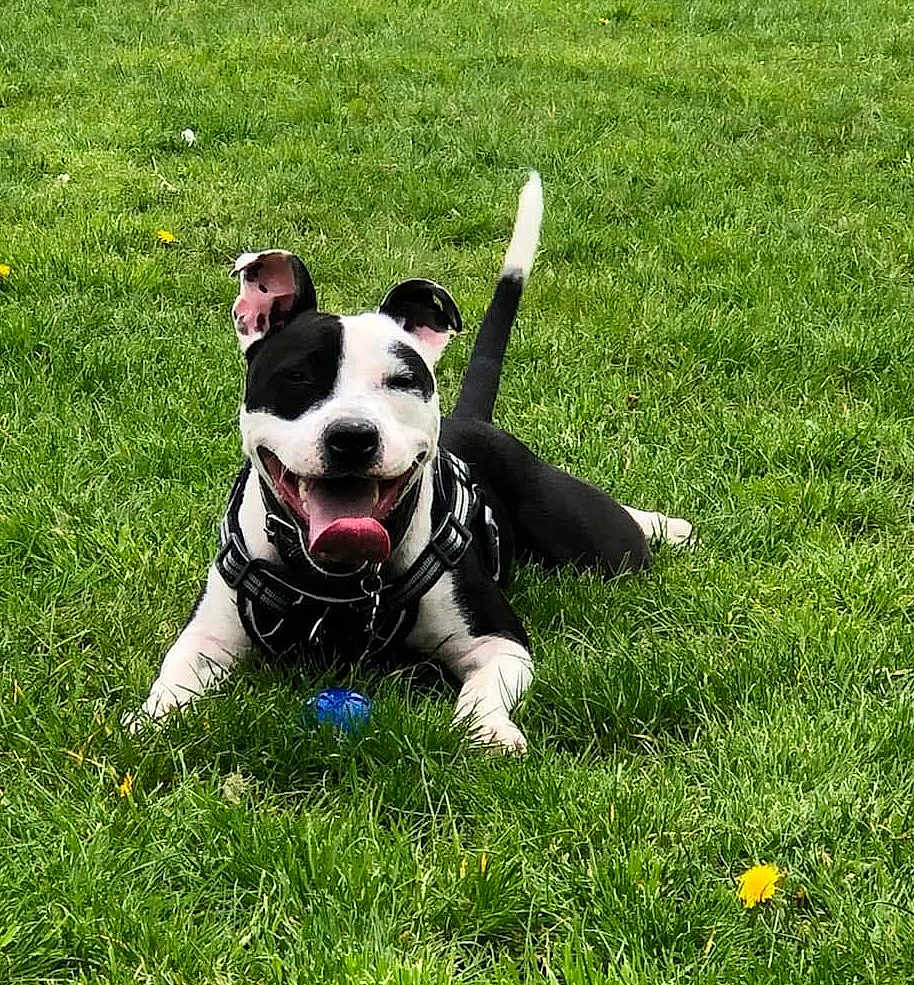Sheldon a rejoint le concours — aidez-le/la à gagner de superbes lots ! dog, grass, outdoor, playful, happy, tongue, black_and_white, pet, animal, ball, nature, summer, green, field, canine, leisure, fun, daylight, grass_field, collar