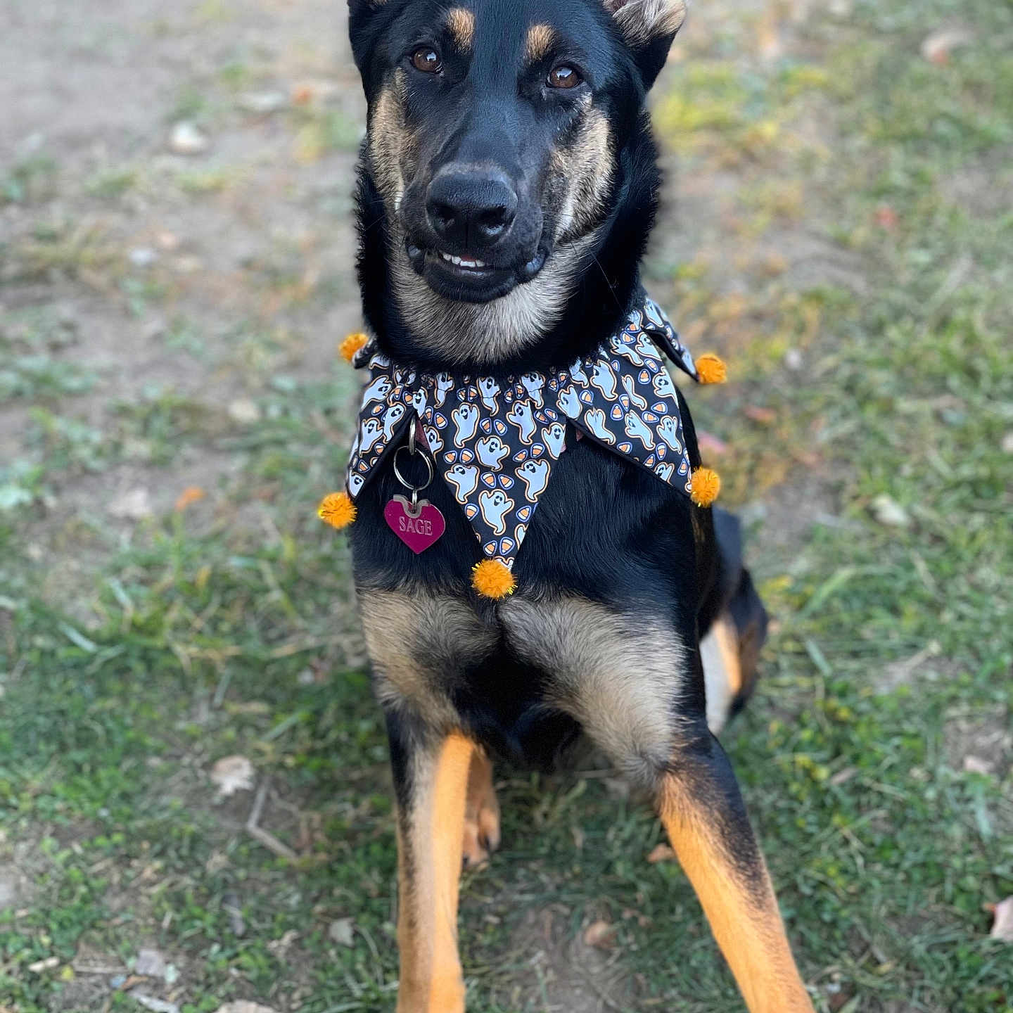 Sage joined the competition — help win amazing prizes! accessories, animal, canine, collar, dog, germanshepherd, grass, harness, headband, hound, husky, jewelry, leash, necklace, pet, plant, policedog, puppy, snout, strap