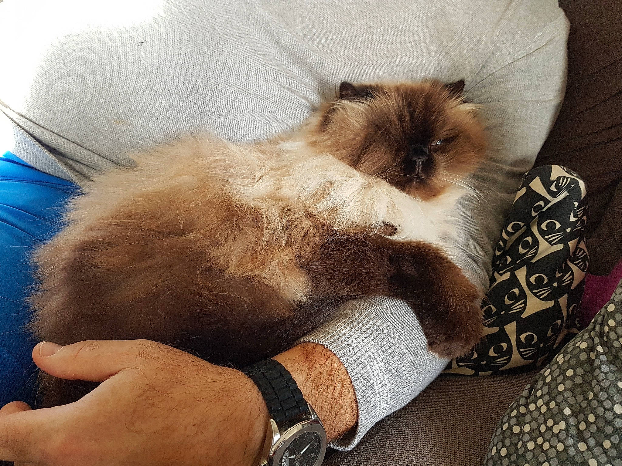 Hermes participe au concours pour gagner de l'argent avec cette photo : balinese, birman, carnivore, cat, comfort, companion_dog, fawn, felidae, foot, gesture, nail, paw, siamese, small_to_medium_sized_cats, snout, tail, thai, watch, whiskers, wrist