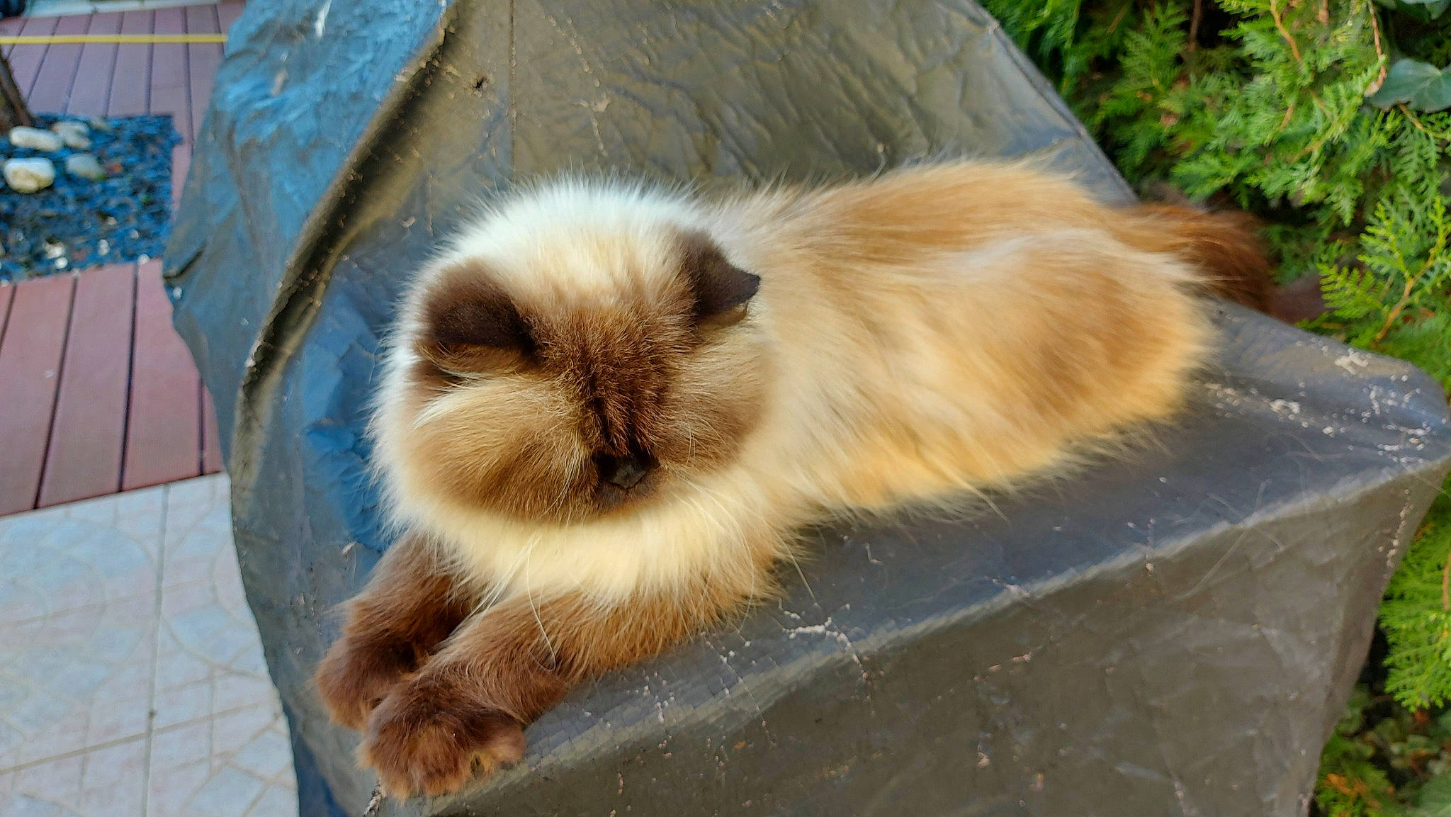 Hermes a rejoint le concours — aidez-le/la à gagner de superbes lots ! balinese, birman, carnivore, cat, fawn, felidae, fur, ragdoll, siamese, small_to_medium_sized_cats, snout, terrestrial_animal, whiskers, wildlife