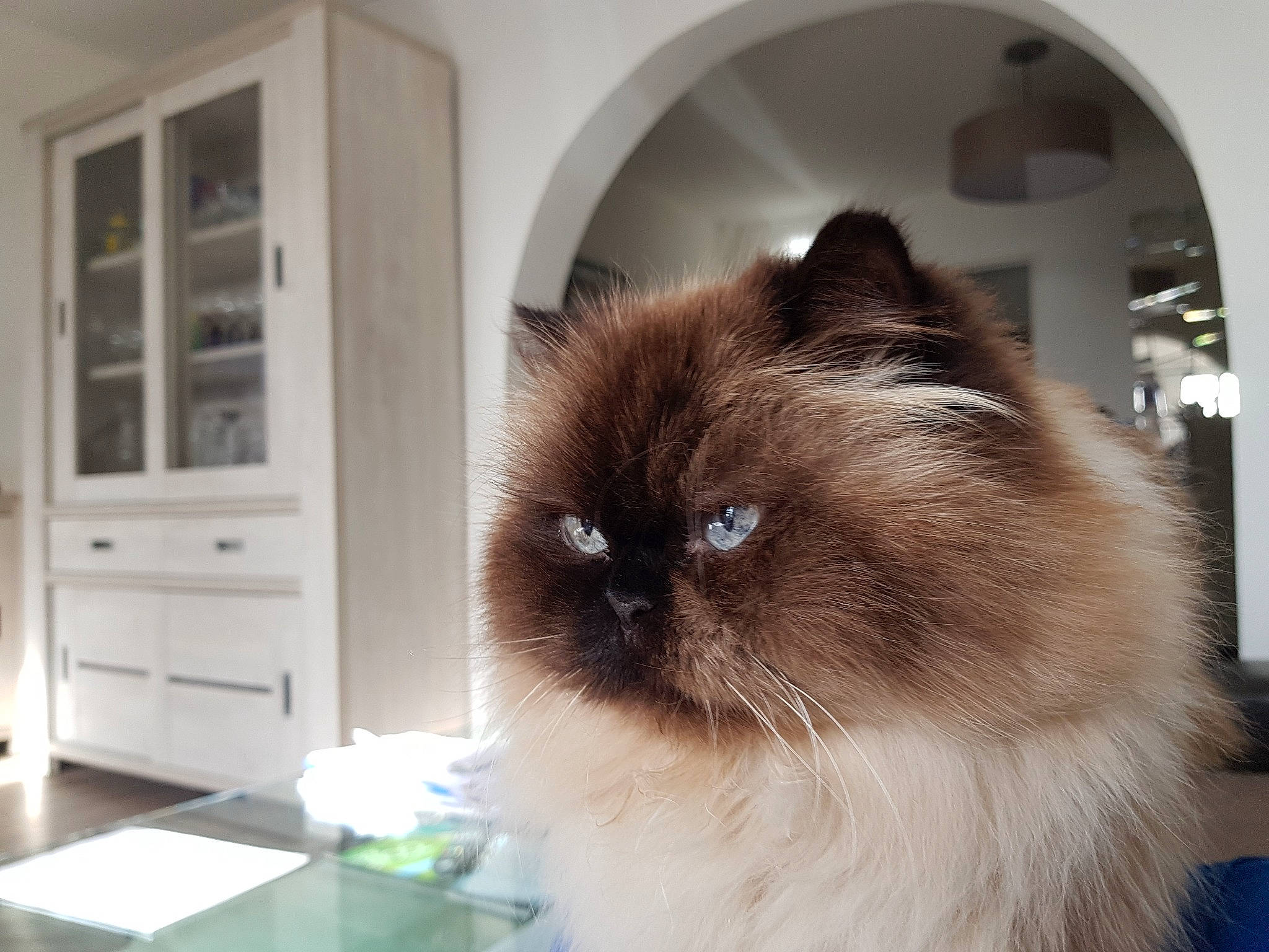 Hermes a rejoint le concours — aidez-le/la à gagner de superbes lots ! balinese, birman, carnivore, cat, door, fawn, felidae, fur, hardwood, ragdoll, siamese, small_to_medium_sized_cats, snout, thai, whiskers