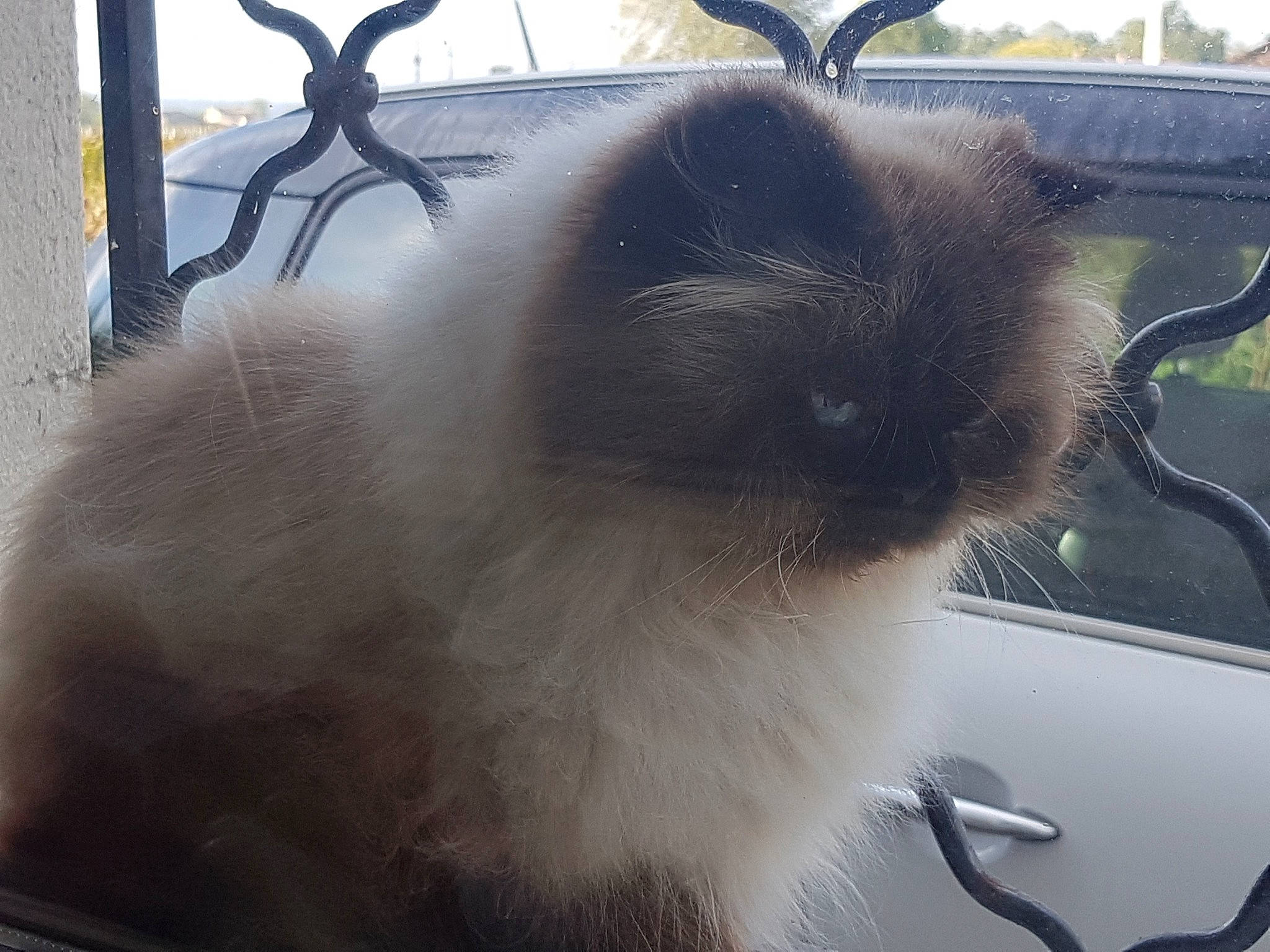 Hermes a rejoint le concours — aidez-le/la à gagner de superbes lots ! automotive_exterior, carnivore, cat, fawn, felidae, fur, hood, metal, siamese, sky, small_to_medium_sized_cats, snout, tail, tints_and_shades, vehicle, vehicle_door, whiskers, window, windscreen_wiper, windshield