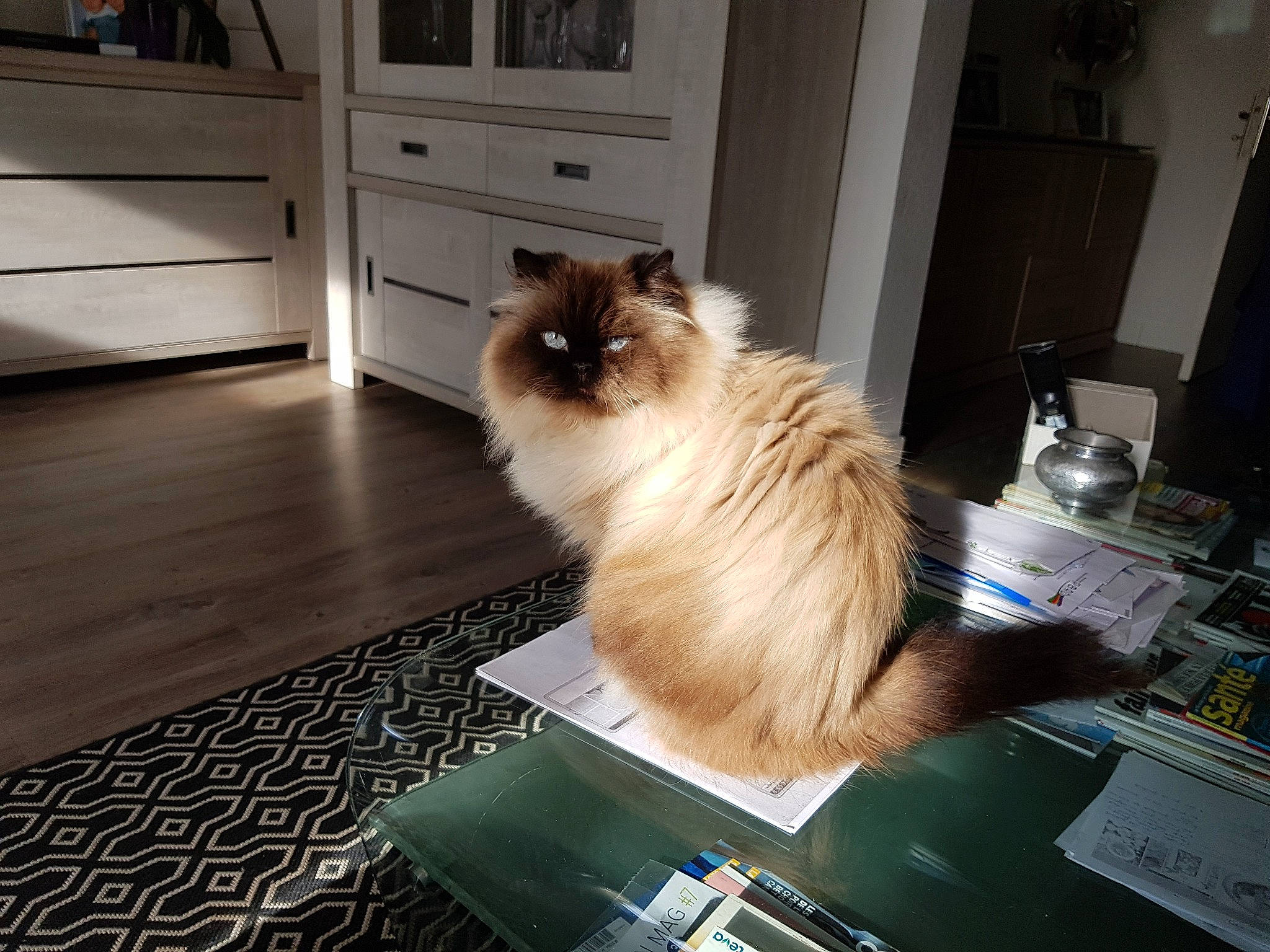 Hermes participe au concours pour gagner de l'argent avec cette photo : birman, box, cabinetry, carnivore, cat, door, drawer, dresser, fawn, felidae, flooring, fur, hardwood, ragdoll, siamese, small_to_medium_sized_cats, table, tail, whiskers, wood