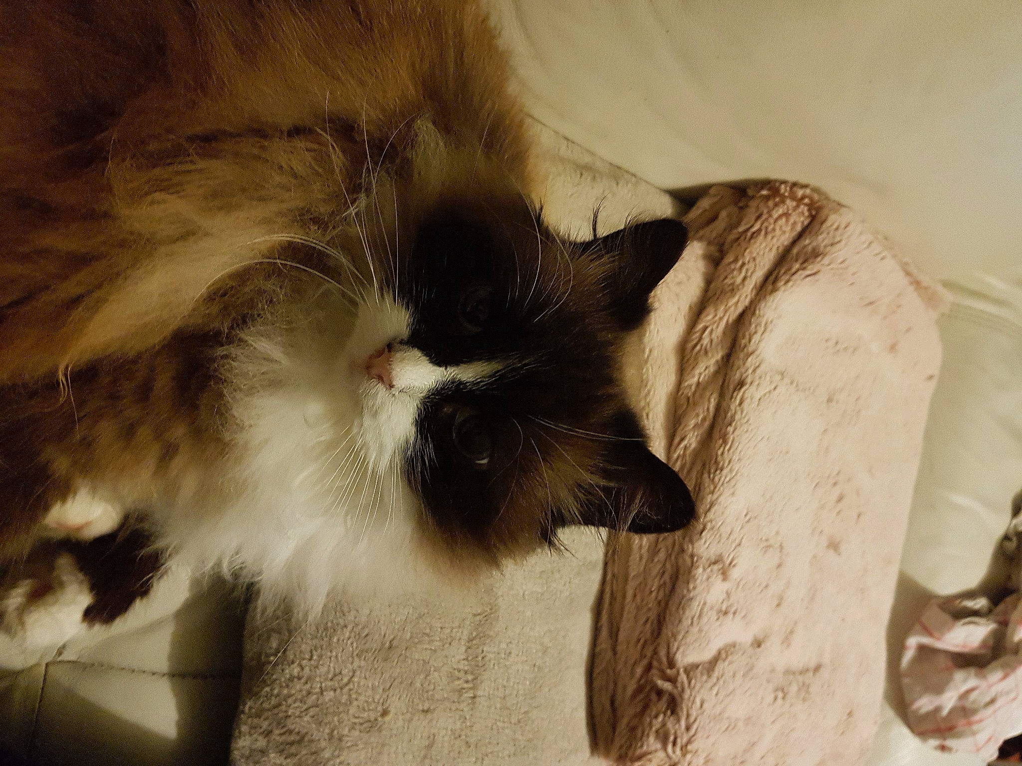 Daphnee participe au concours pour gagner de l'argent avec cette photo : balinese, carnivore, cat, claw, comfort, companion_dog, domestic_short_haired_cat, eyelash, fawn, felidae, fur, monochrome_photography, paw, ragdoll, small_to_medium_sized_cats, snout, tail, whiskers