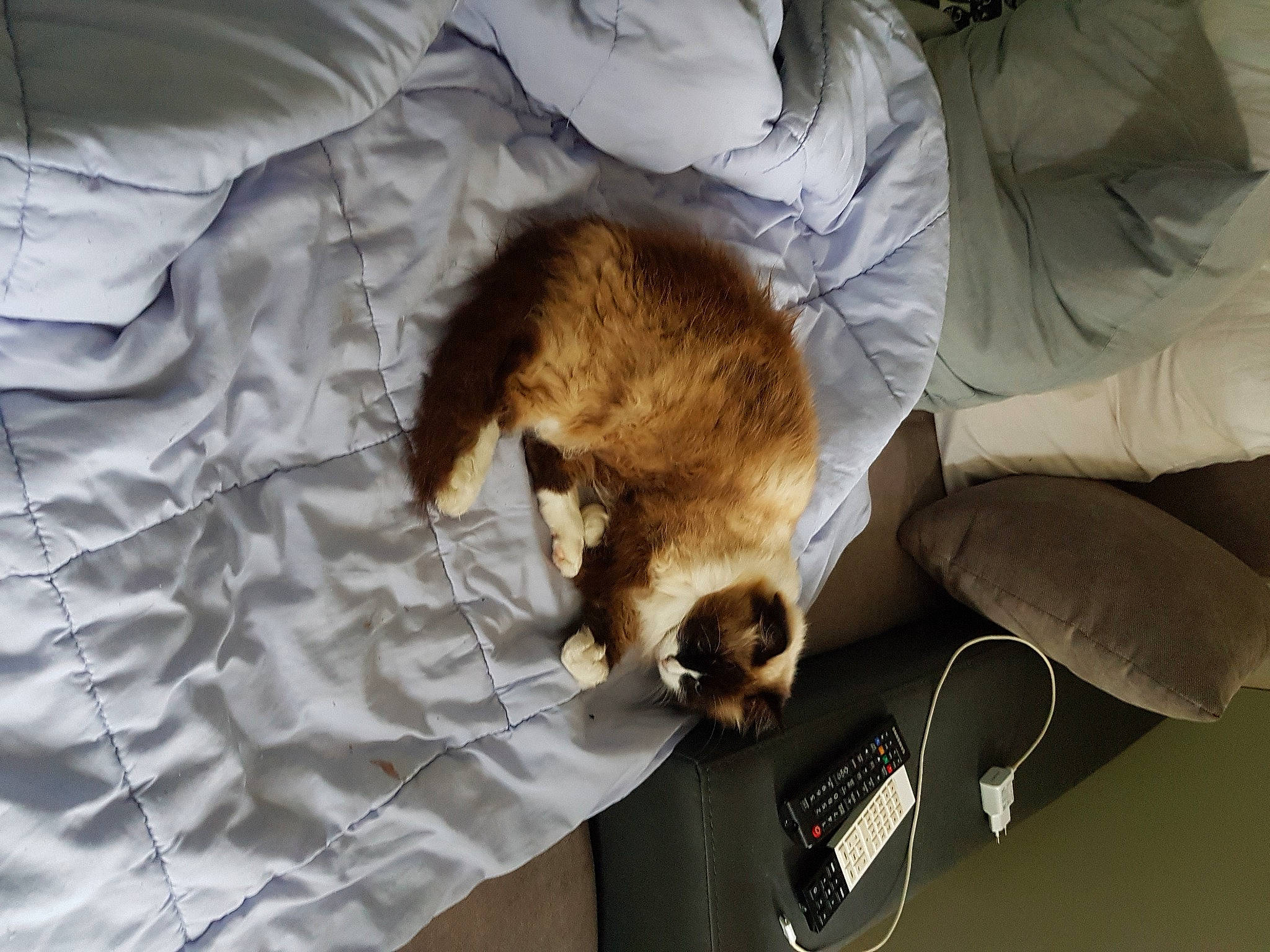 Daphnee participe au concours pour gagner de l'argent avec cette photo : canidae, carnivore, cat, claw, comfort, companion_dog, dog_breed, domestic_short_haired_cat, fawn, felidae, fur, linens, paw, room, small_to_medium_sized_cats, sporting_group, tail, telephone, vertebrate, whiskers